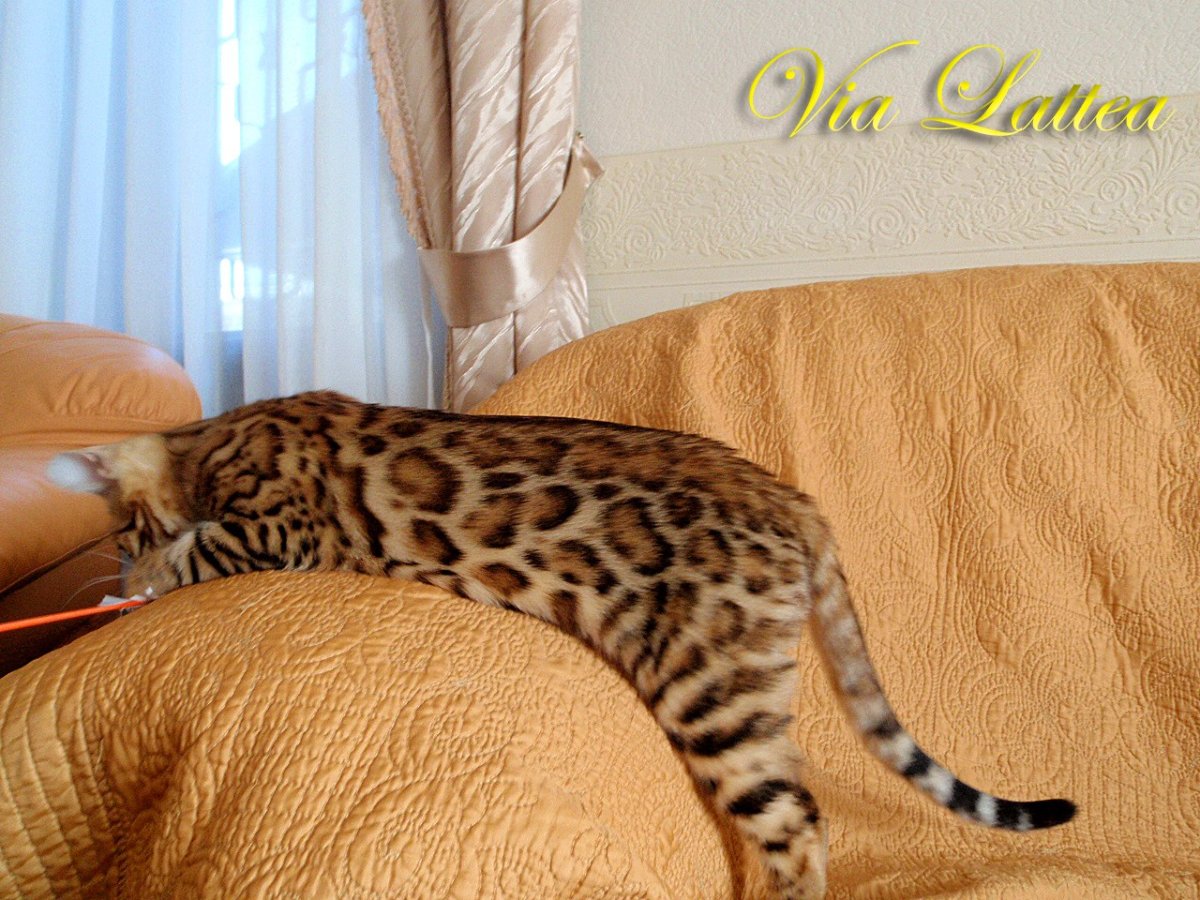 Бенгальский кот розетка на золоте