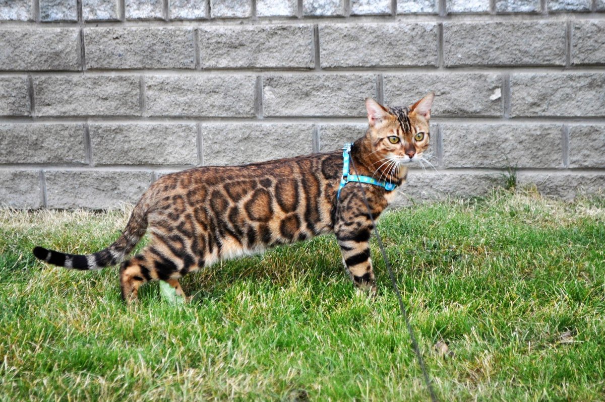 Бенгал Ben n 32