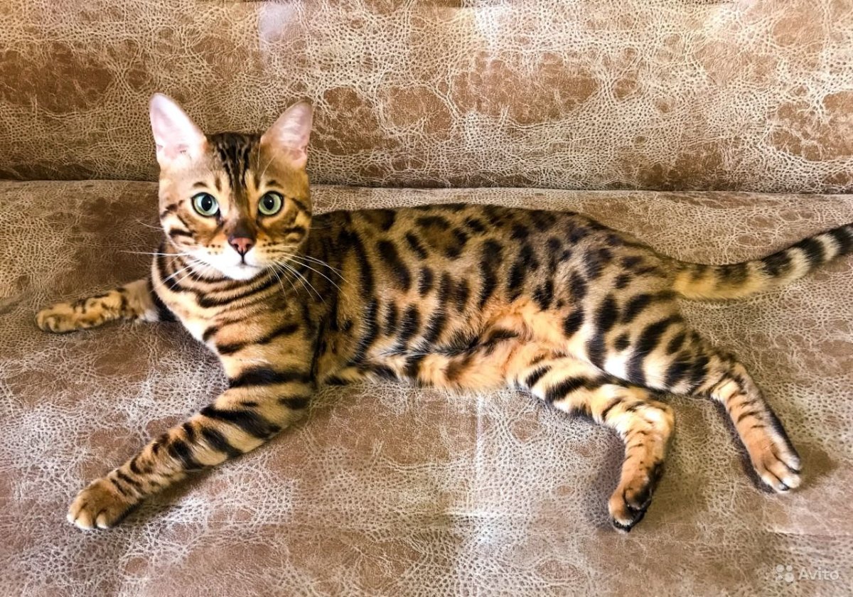 Бенгальская кошка