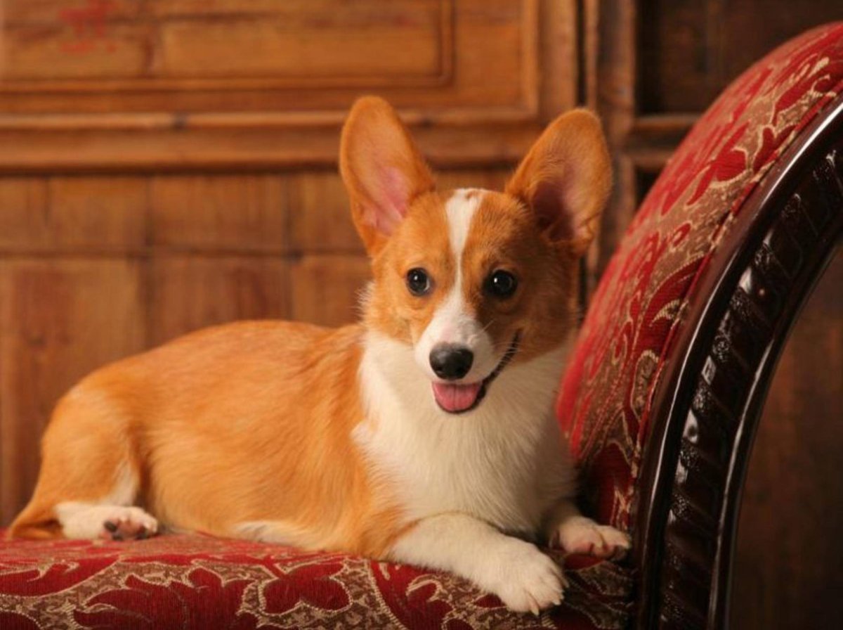 Королевский корги собака