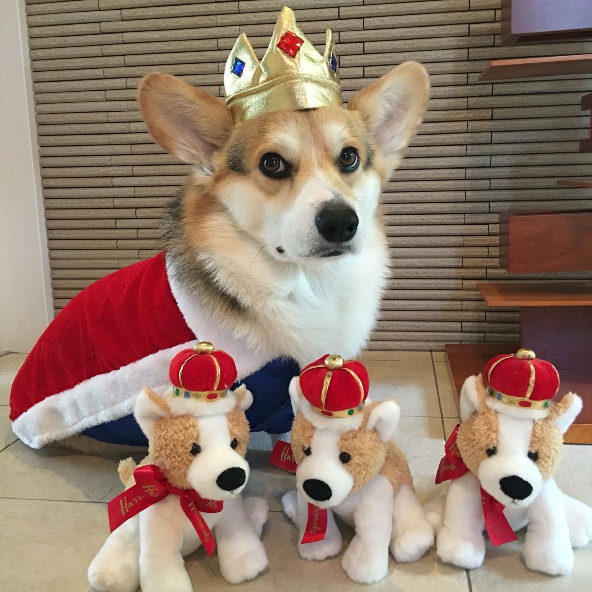 Королевский корги 2