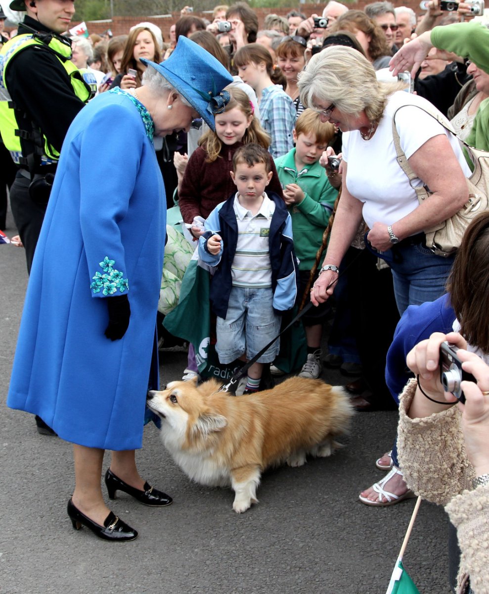 Корги королевы мультфильм