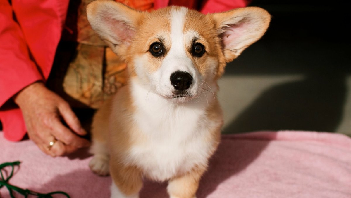 Вельш корги пемброк Королева Англии