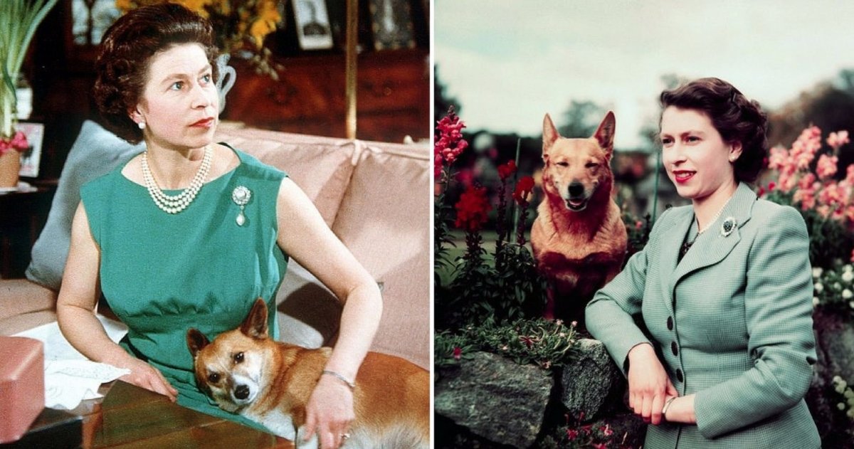 Корги Елизаветы 2