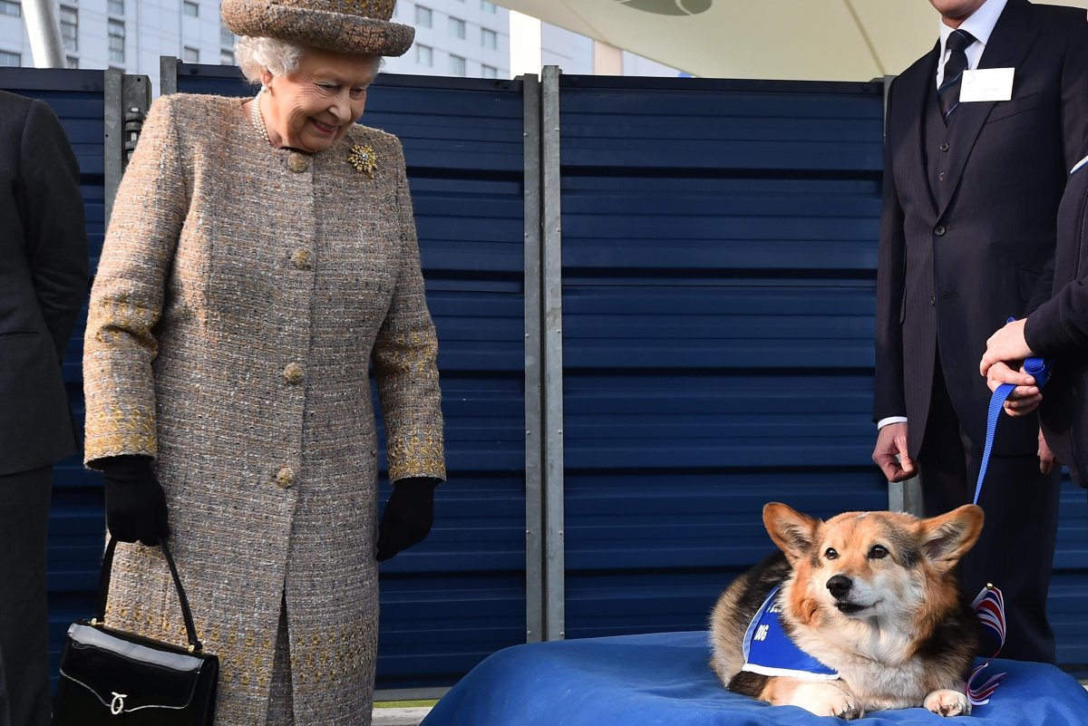 Вельш корги королевы Елизаветы