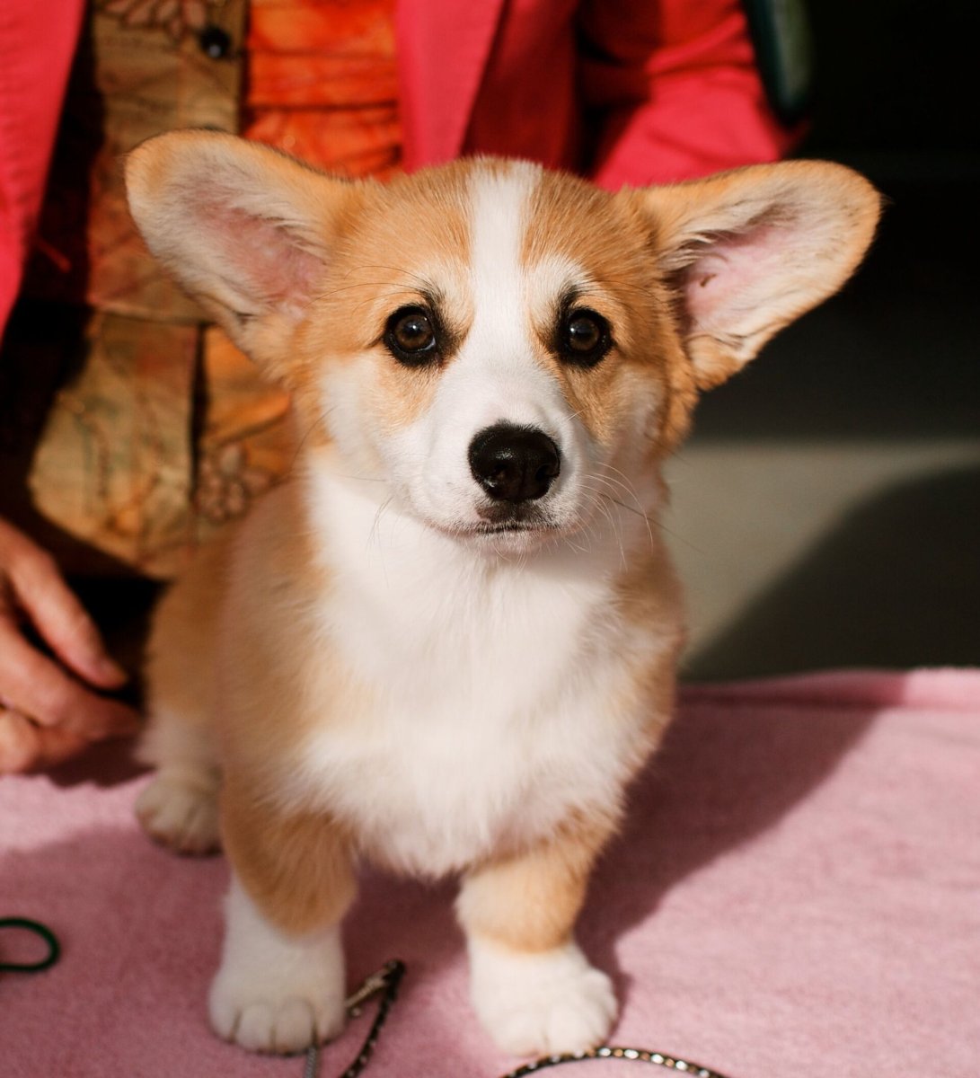 Вельш корги Елизаветы