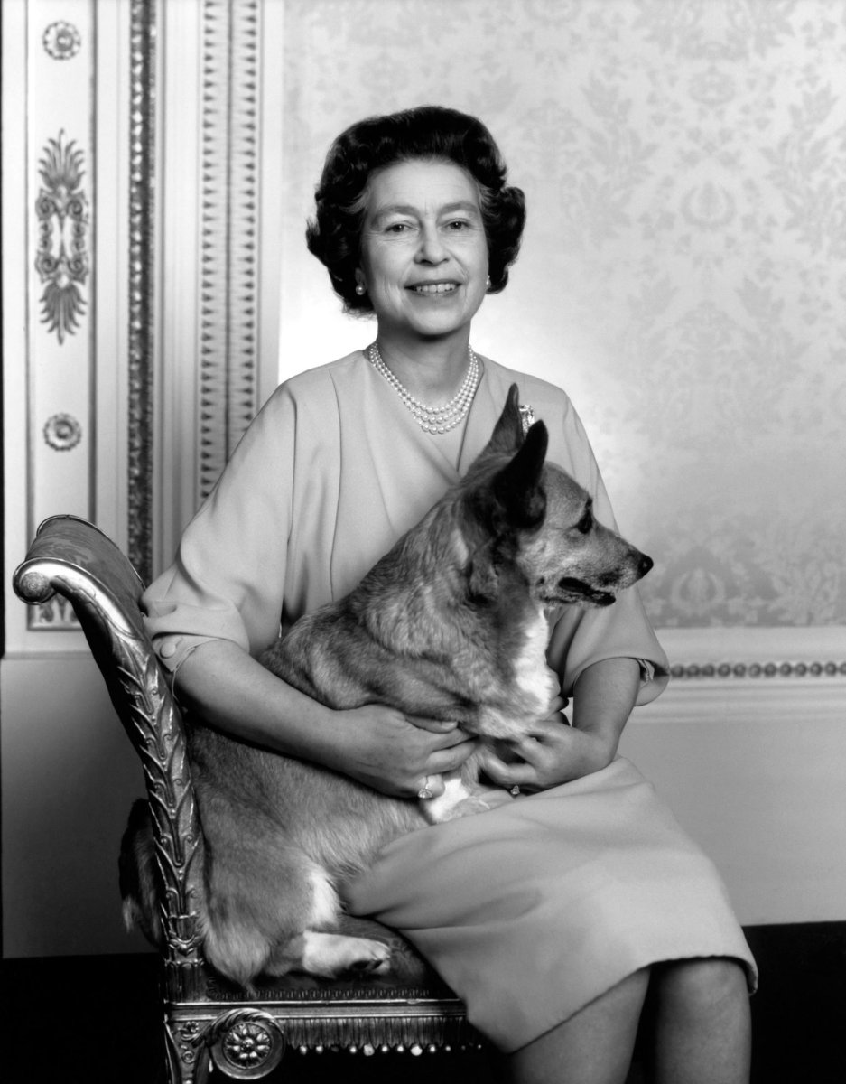 Вельш корги Елизаветы 2