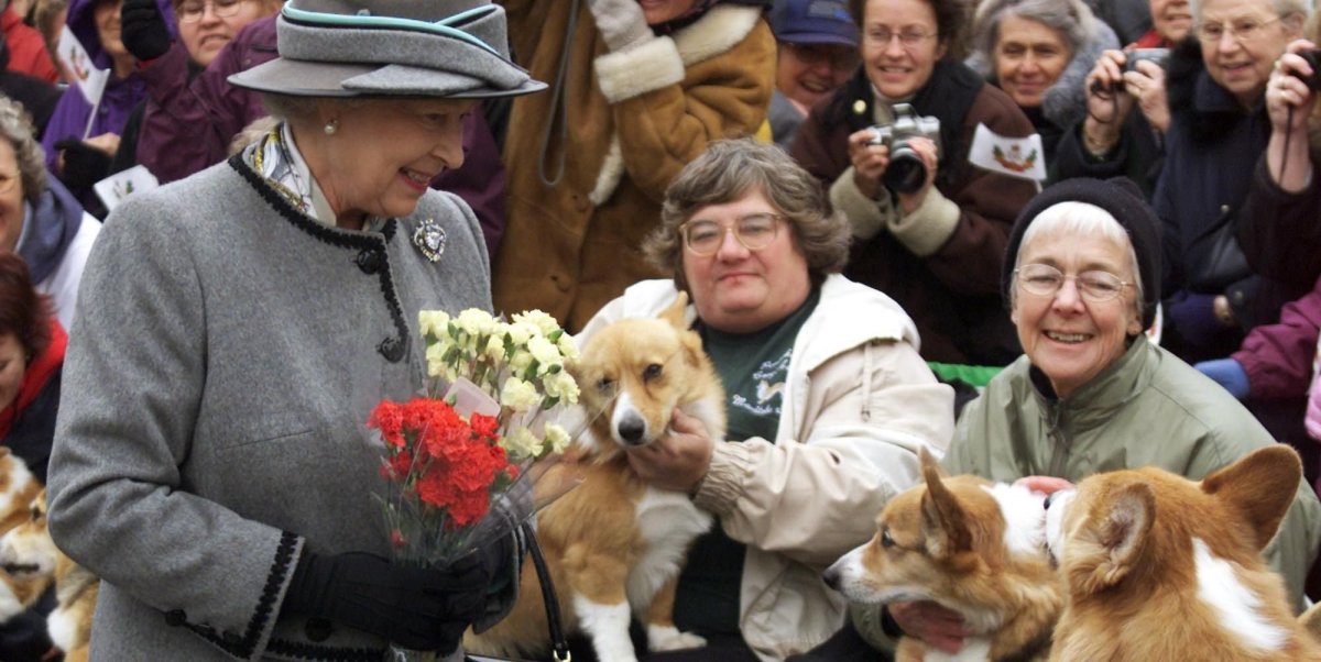 Вельш корги пемброк Елизавета 2