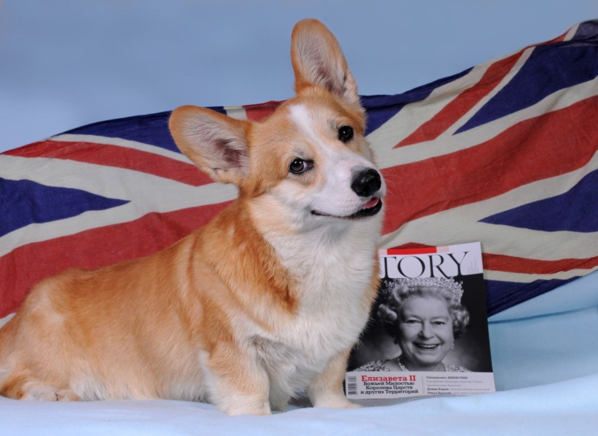 Вельш корги и Королева