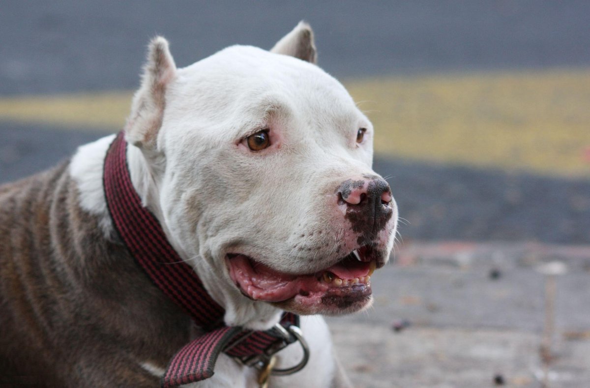 Американский питбультерьер белый