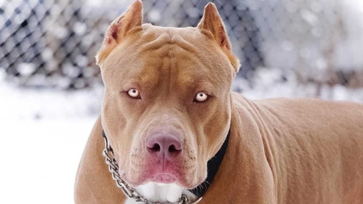 Питбультерьер злой