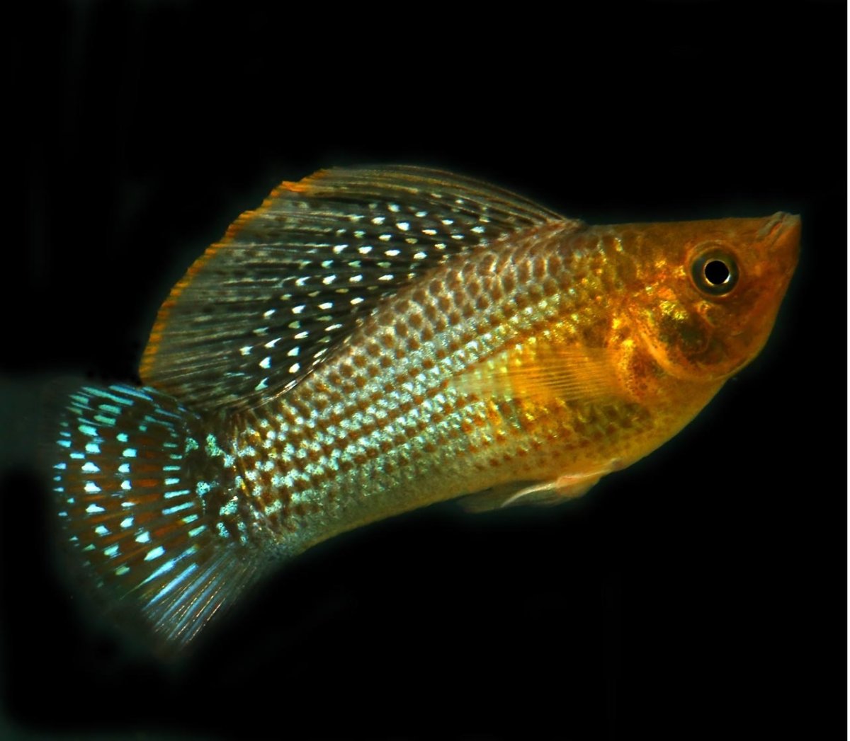 Рыжие моллинезии самец и самка