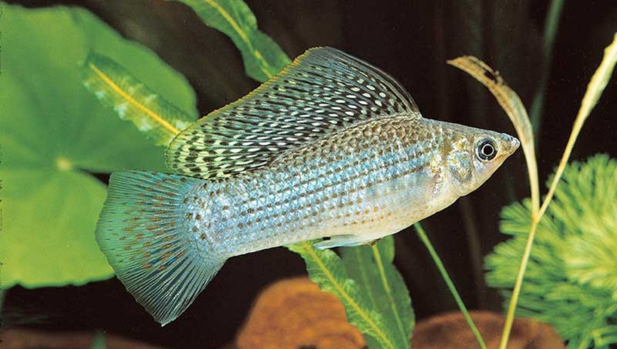 Моллинезия парусная Велифера