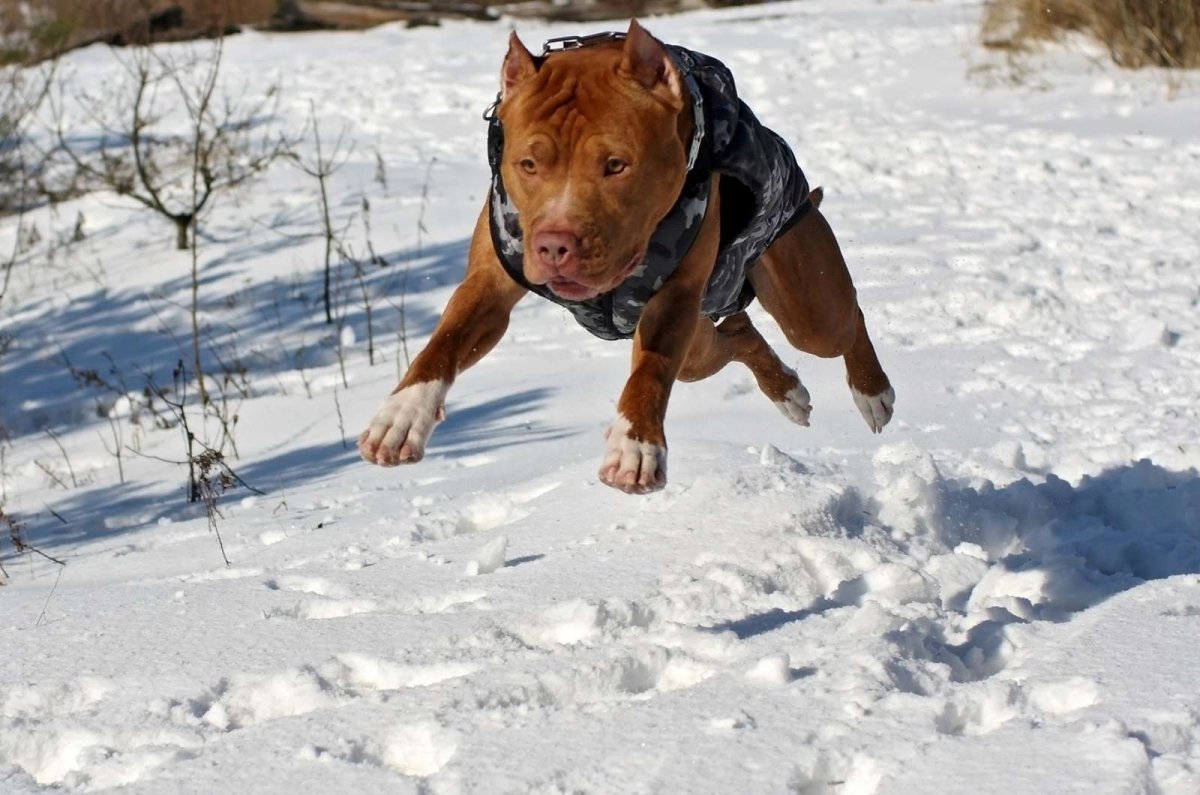 Питбуль охотничья собака