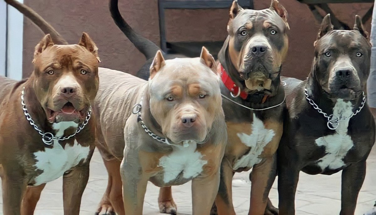 Заповедник питбуля