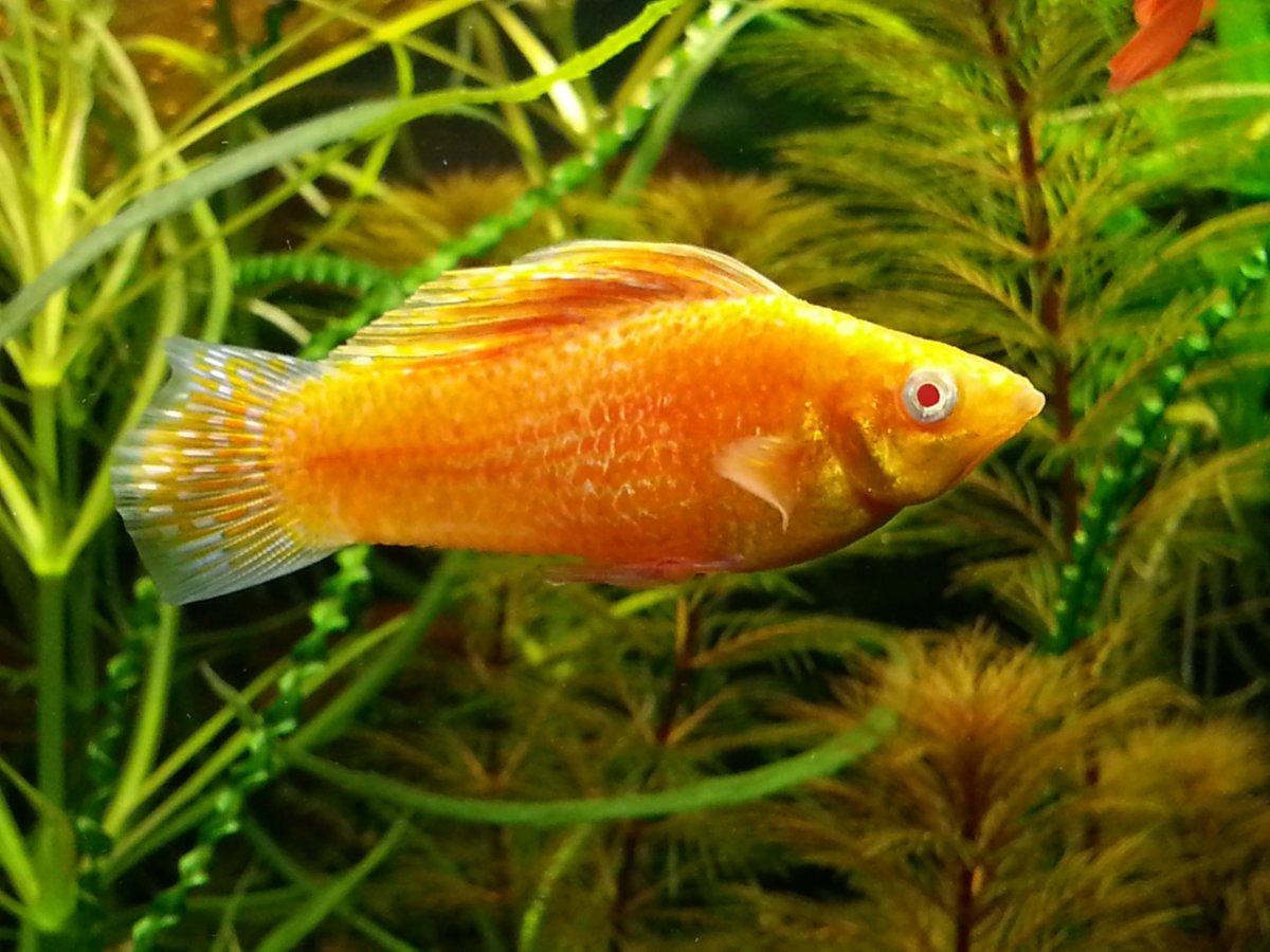 Велифера рыбка