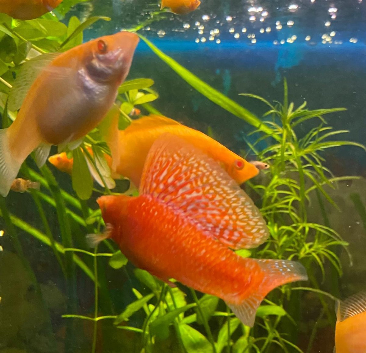 Велифера красный леопард