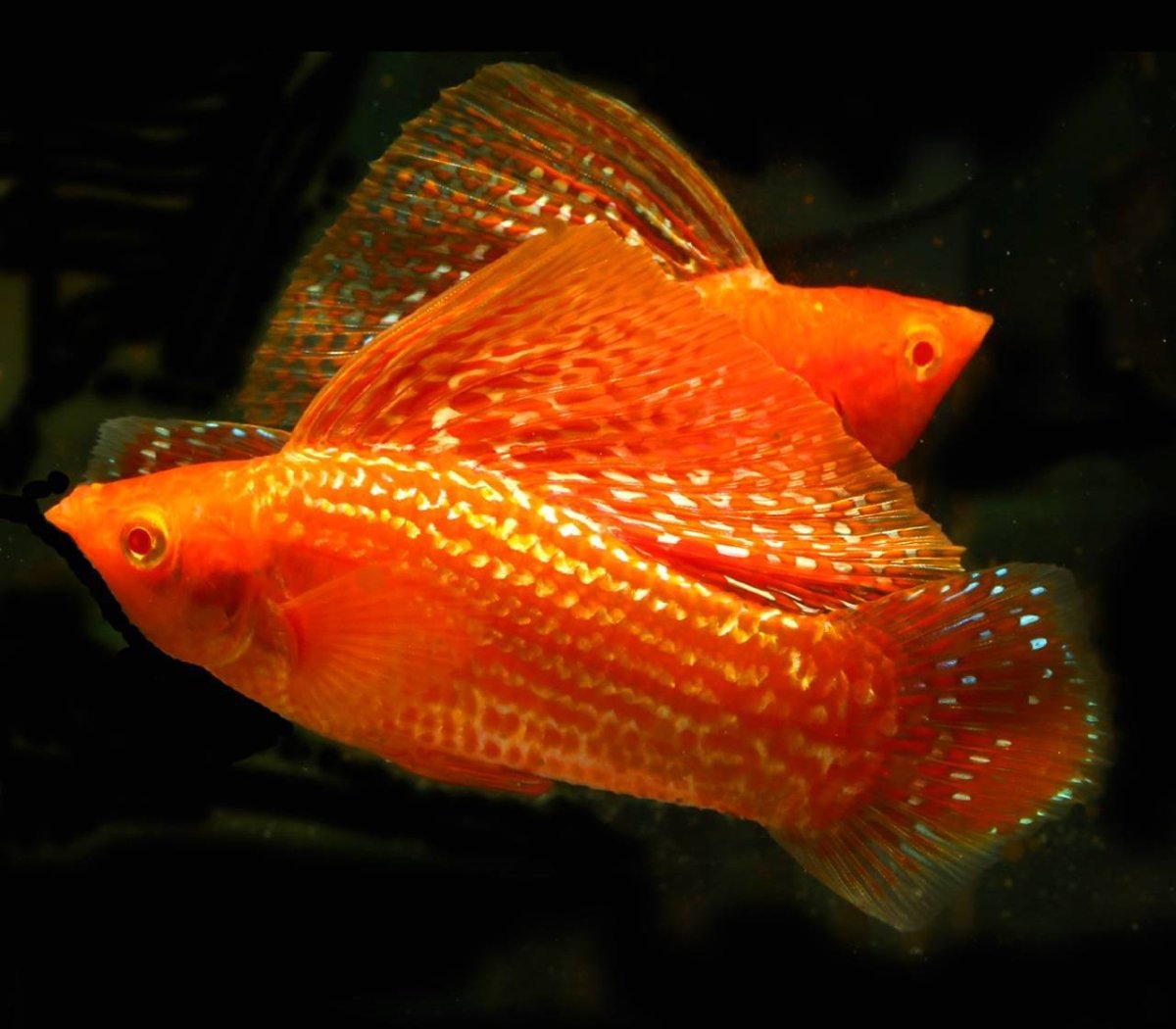 Велифера рыбка