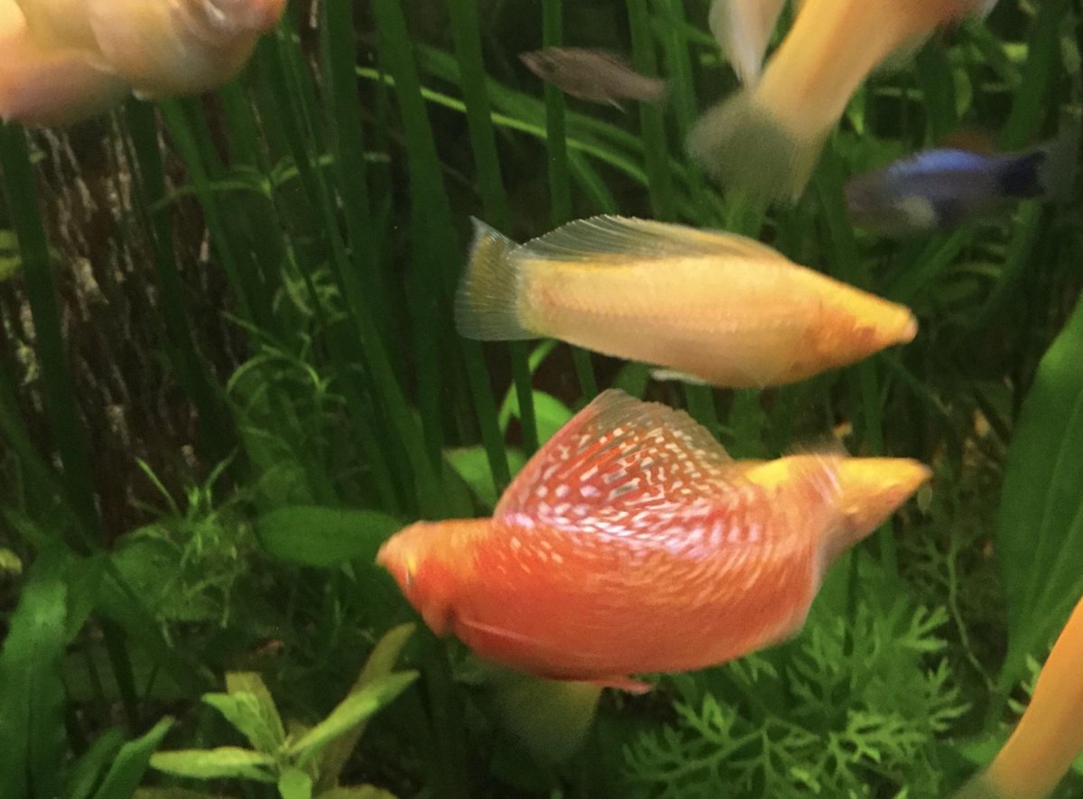 Пецилия желтая