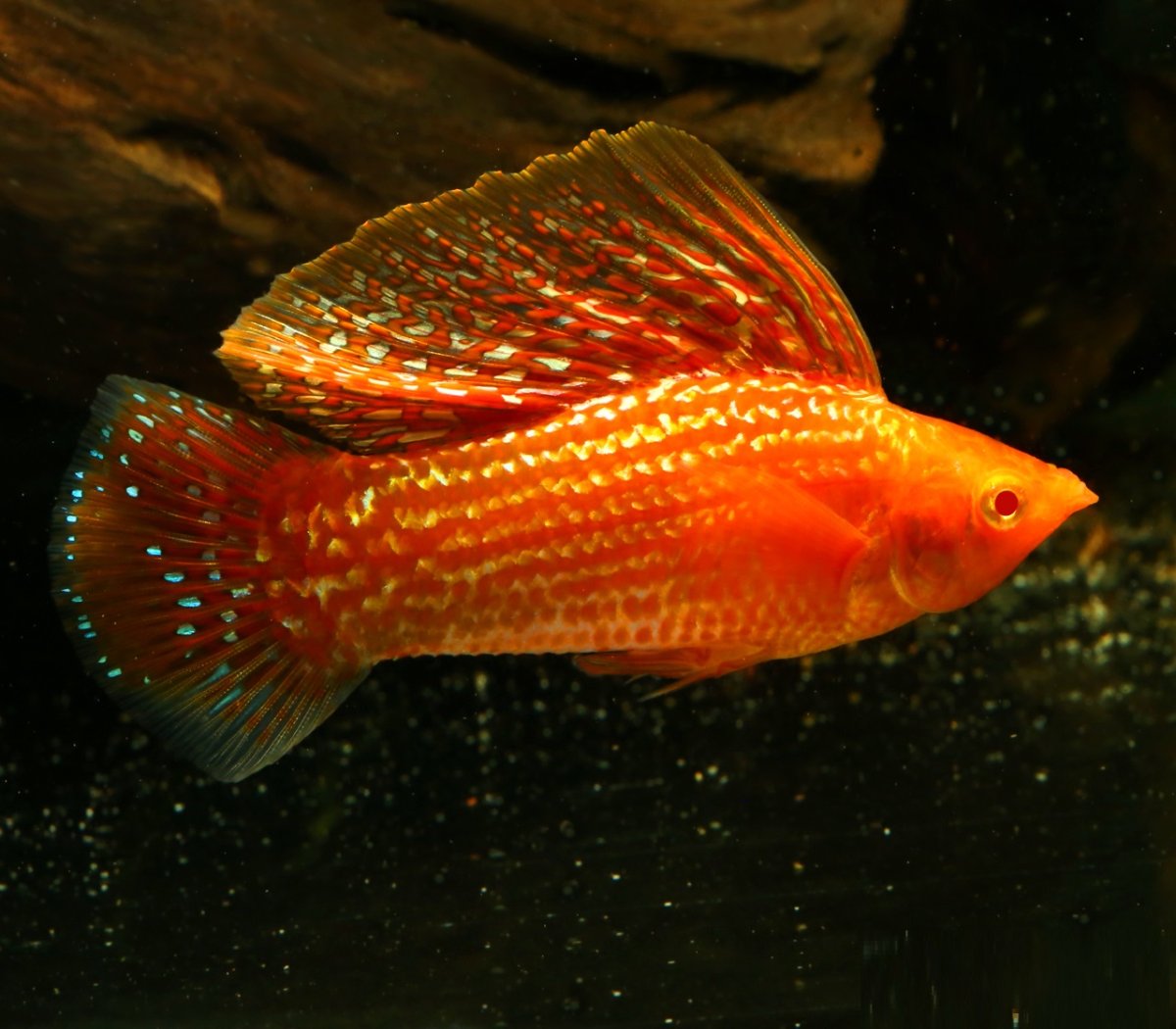 Моллинезия Велифера совместимость