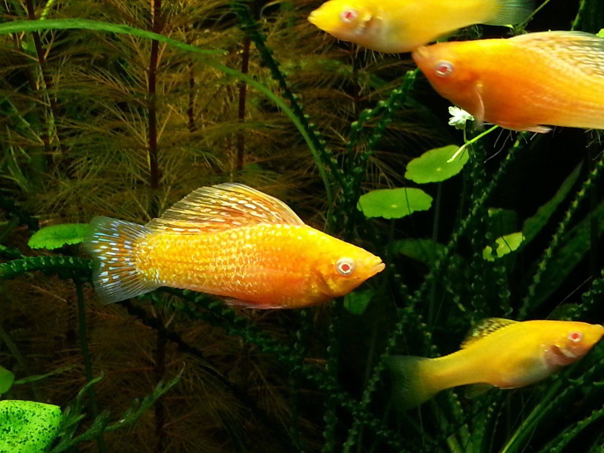 Молли велиферы