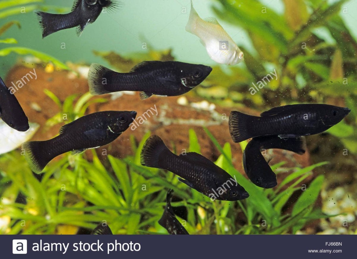 Моллинезия Велифера долматин