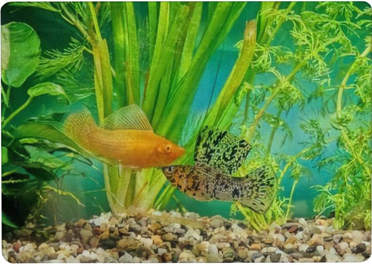 Велифера Нигра парусная