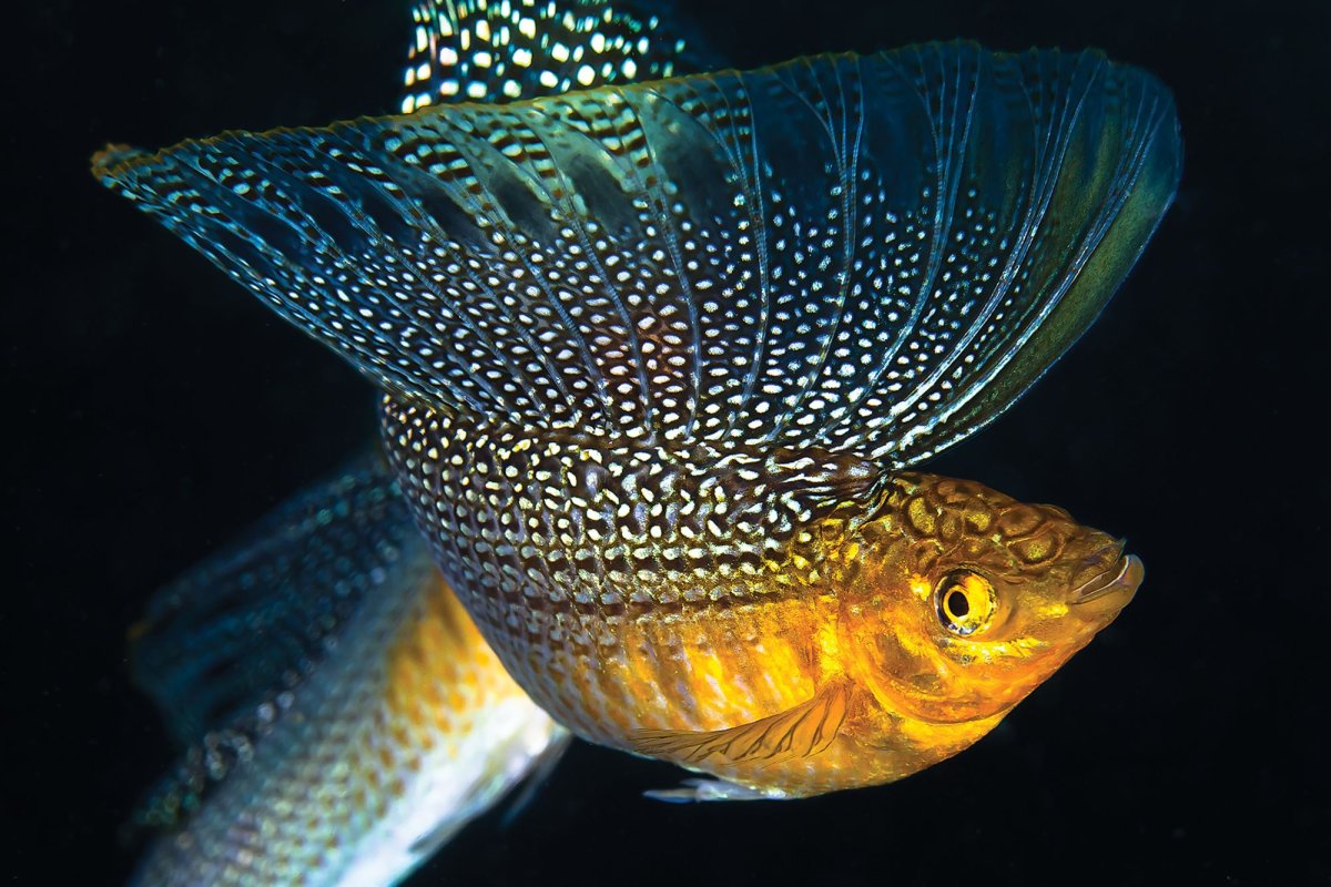 Велифера рыбка