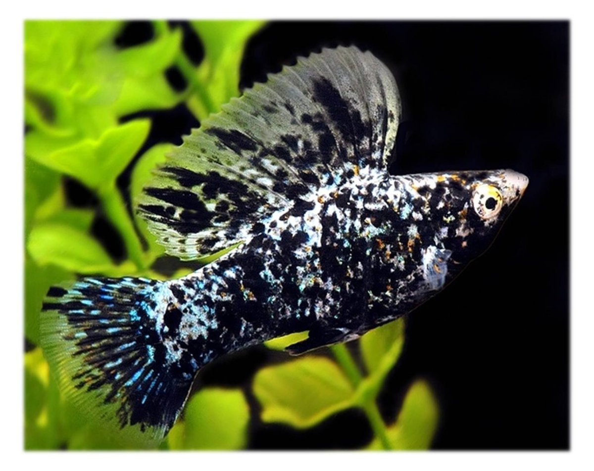 Велифера Дикарь