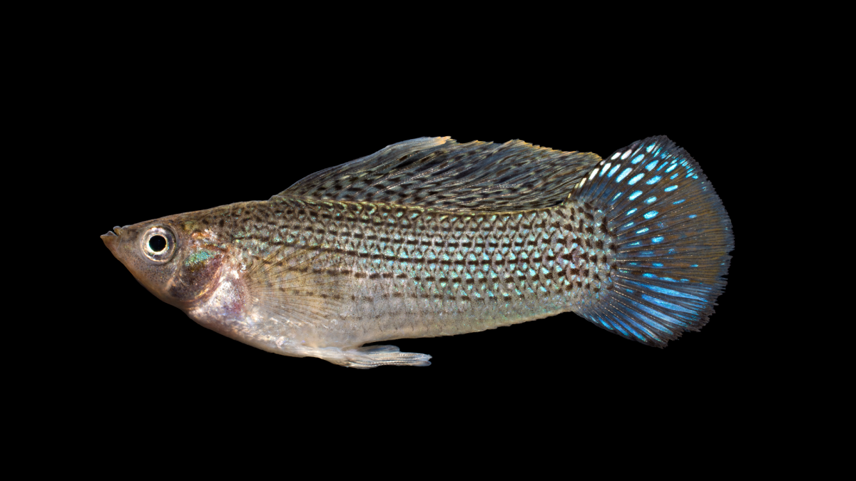 Велифера рыбка альбинос