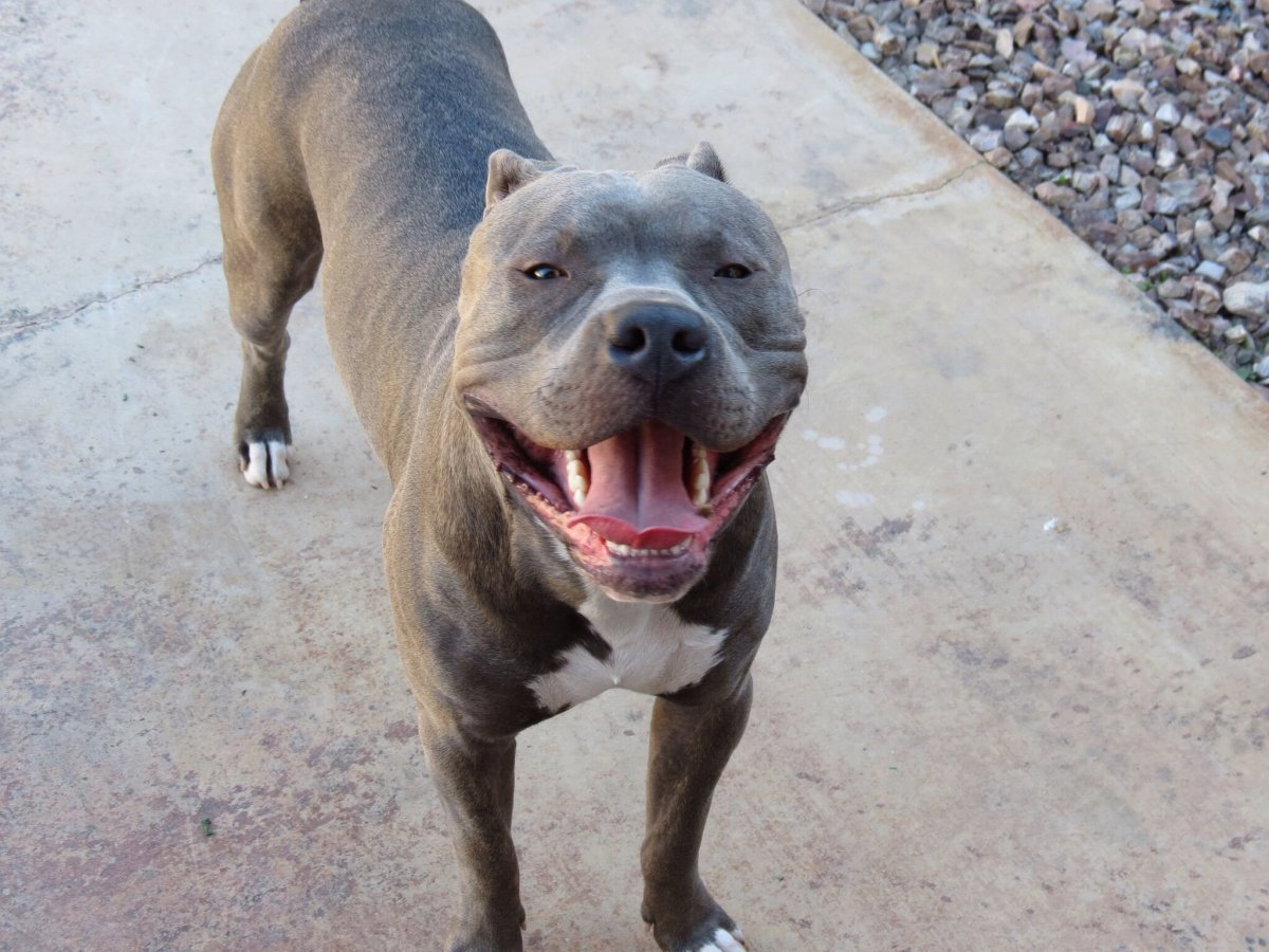 Американский стаффордширский терьер злой