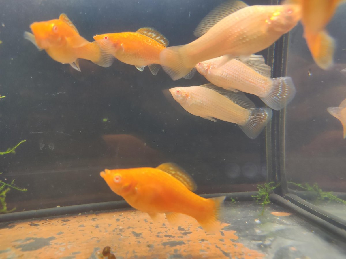 Моллинезия баллон оранжевая