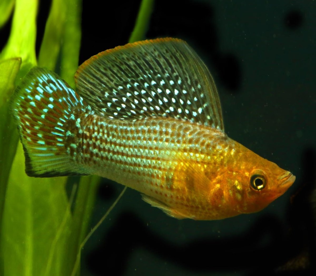 Велифера рыбка альбинос