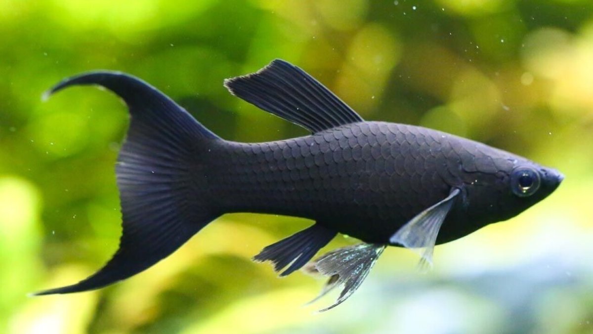 Названия аквариумных рыбок с фотографиями