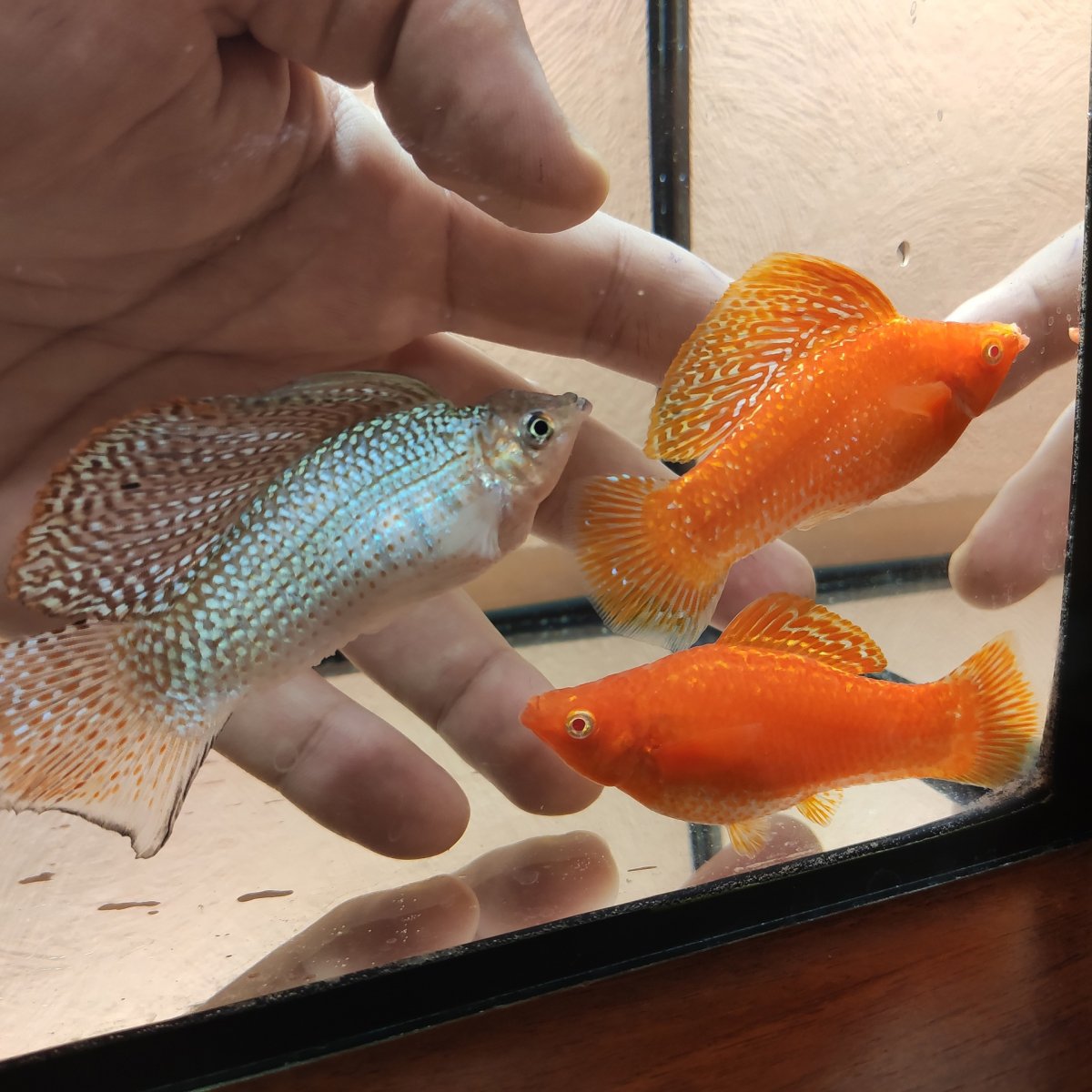 Моллинезия Велифера