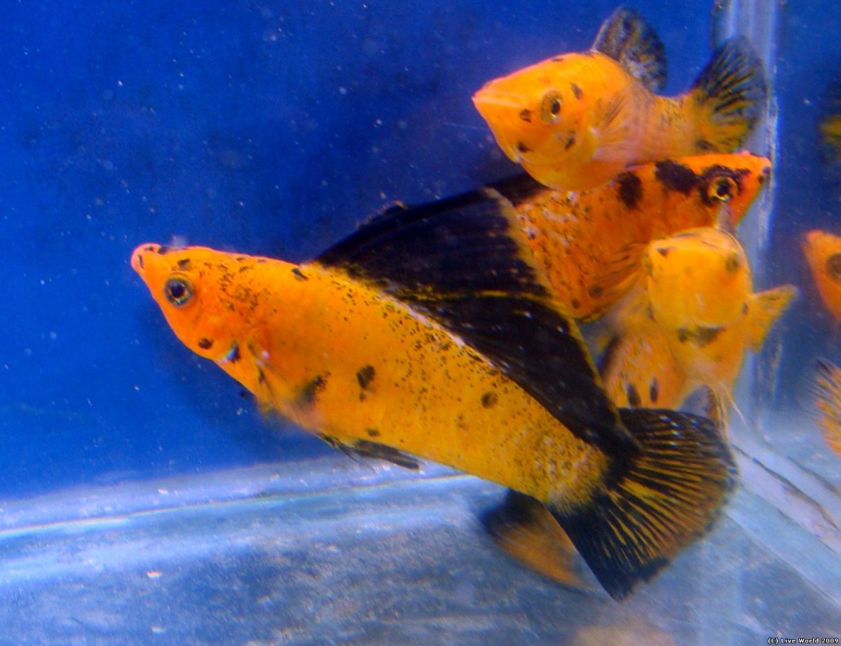 Моллинезия парусная Велифера