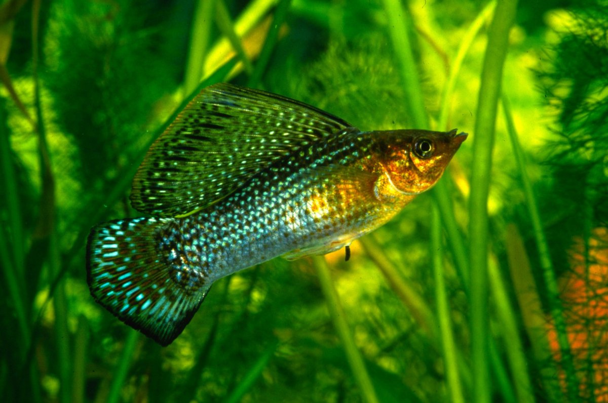 Моллинезии и меченосцы в одном аквариуме