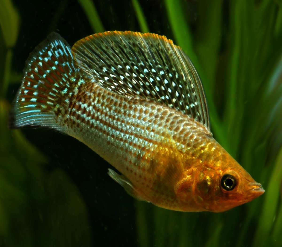 Молли Велифера флаговая