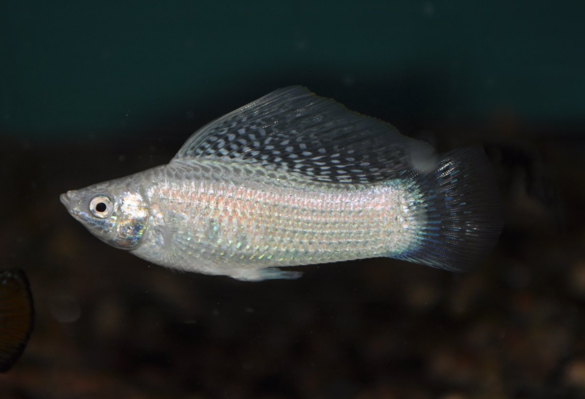 Велифера рыбка аквариумная