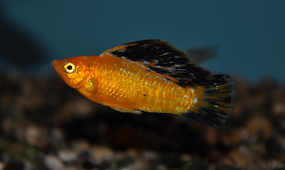 Велифера рыбка аквариумная