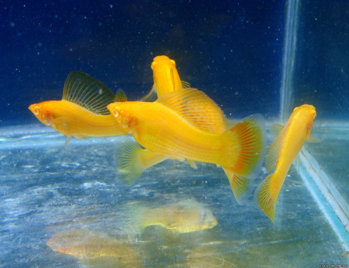 Моллинезия Велифера оранж