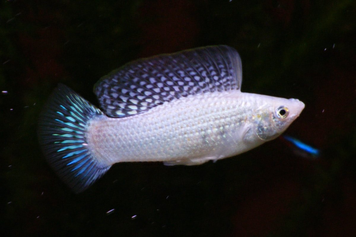 Моллинезия парусная Велифера