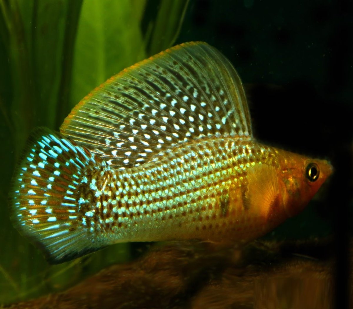 Велифера рыбка аквариумная