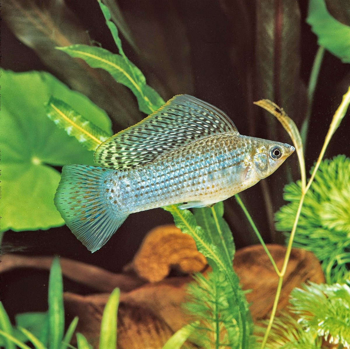 Моллинезия Велифера белая