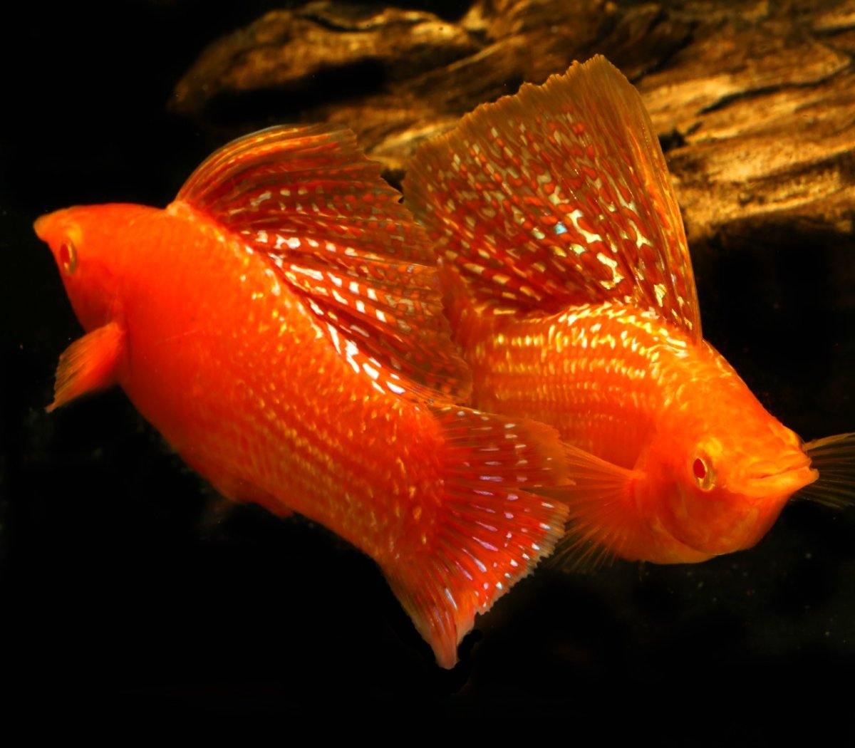 Велифера рыбка аквариумная