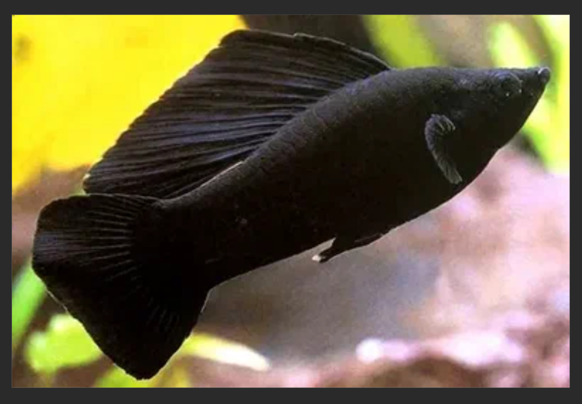 Моллинезия парусная Велифера