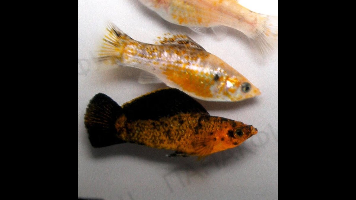 Велифера леопард