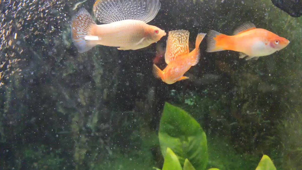 Велифера парусная Снежинка