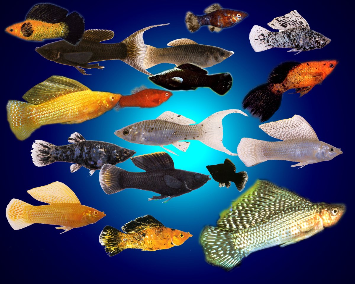 Велифера рыбка