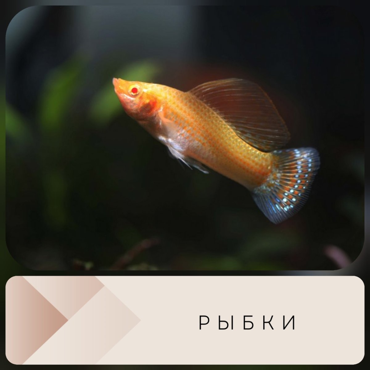Моллинезии аквариумные рыбки